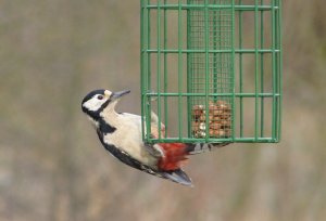 great spotted woodpecker