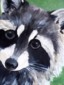 Raccoon Portrait