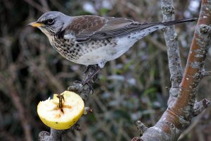 Fieldfare : Turdus pilaris