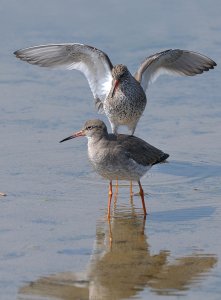 Redshank courtship