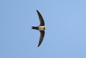 Alpine Swift