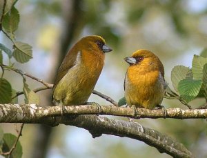 Prong-billed Barbets love to duet