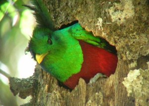 Resplendent Quetzal