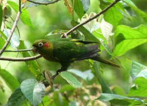 Sulphur-winged Parakeet