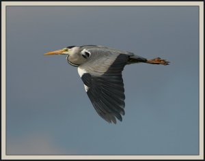 A flying harry