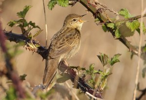 Grasshopper Warbler