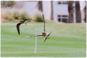 Collared Pratincole