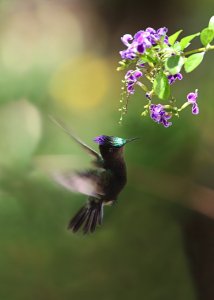 ANTILLAEN CRESTED HUMMINGBIRD