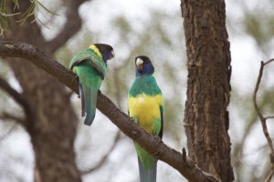 Australian Ringneck