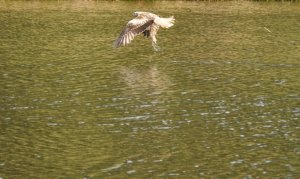 Leucistic kite carrying carrion