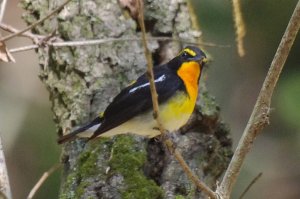 Narcissus Flycatcher