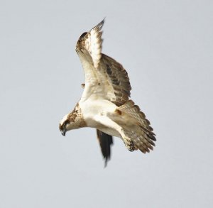Osprey Hovering