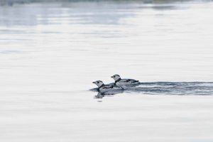 Kittlitz's Murrelet