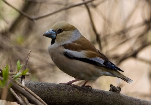 Female Hawfinch