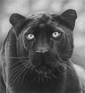 Shadow Hunter-black leopard