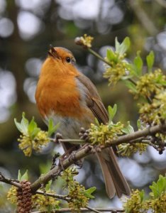 singing robin