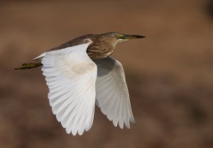 Indian pond Heron