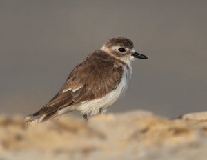 Lesser sand Plover