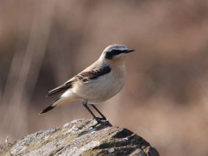 Wheatear