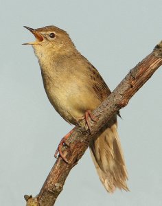 Grasshopper Warbler