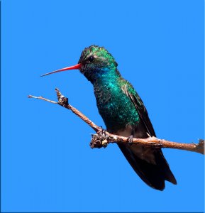 Male Broad-bill Hummingbird