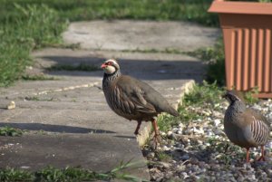 Red-legged Partridge