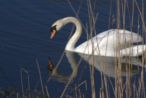 Mute Swan