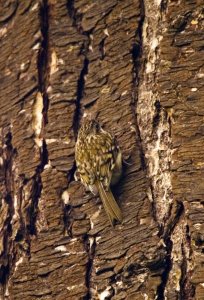 Treecreeper