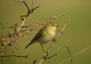 Chiff Chaff