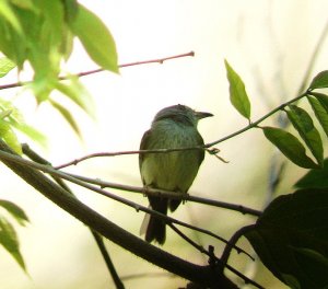 Northern Bentbill