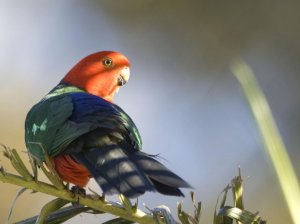 Australian King Parrot