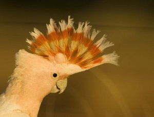 Major Mitchell's Cockatoo