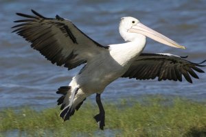 Australian Pelican