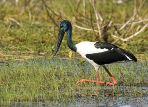 Black-necked Stork