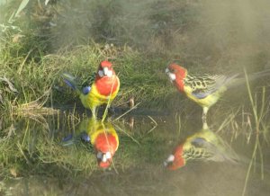Eastern Rosella - Reflections