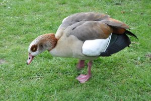 Egyptian goose