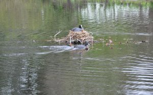 Coot couple with cute chicks