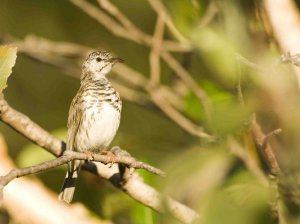 Bar-breasted Honeyeater