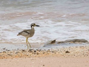 Beach Stone-curlew