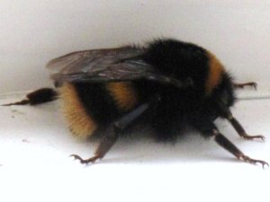 Buff Tailed Queen BumbleBee