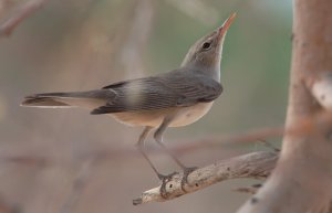 Upcher's Warbler