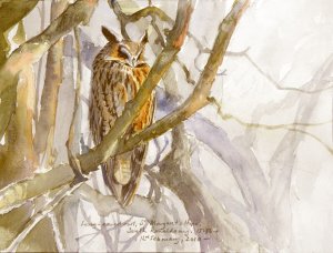 Long-eared owl painting
