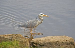 Heron, Clockburn Lake, Derwent Country Park