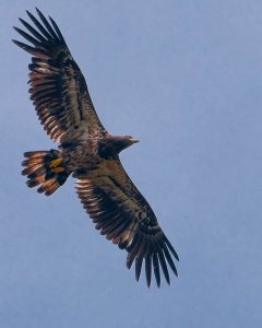 Immature Bald Eagle in Flight