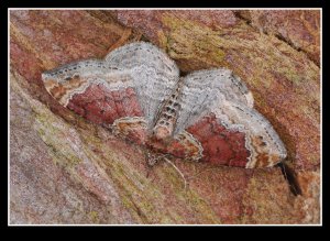 Red Twin-spot Carpet