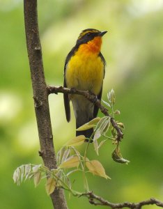 Narcissus Flycatcher