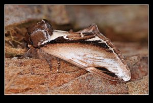 Lesser Swallow Prominent