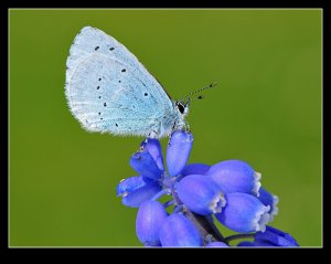 Holly Blue