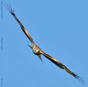 Profile of a Kite