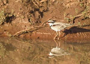 Black-fronted Dotterel